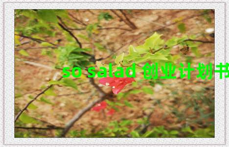 so salad 创业计划书